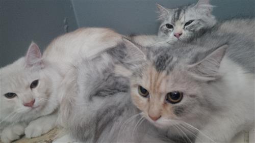 قطط شيرازيه للبيع